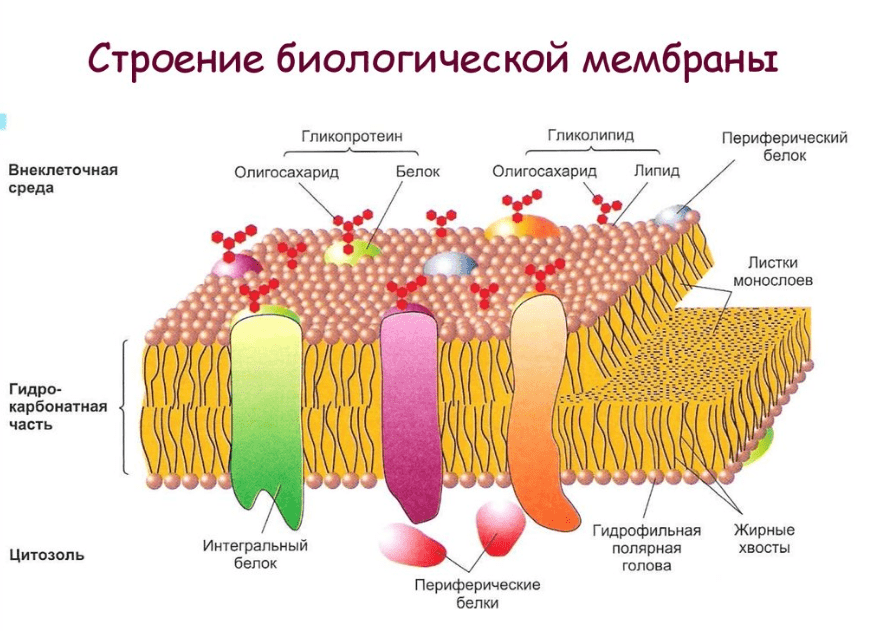 биоэнергия мембрана