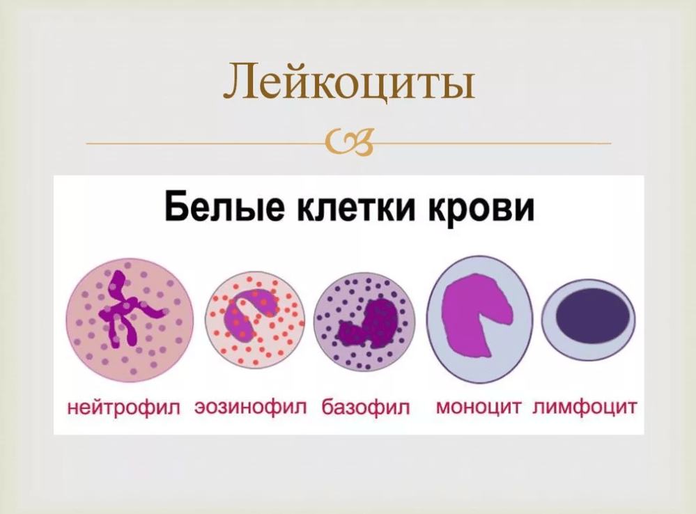 лейкоциты